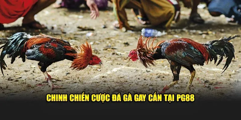 Chinh chiến cược đá gà gay cấn tại PG88